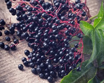 Unveiling the Enchanting Power of American Black Elderberries