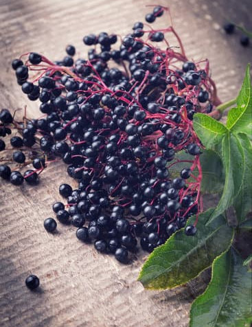 Unveiling the Enchanting Power of American Black Elderberries