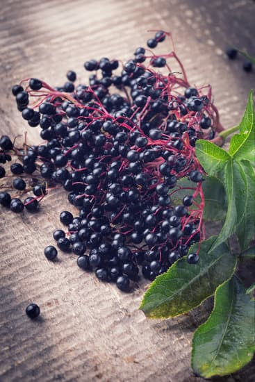 Unveiling the Enchanting Power of American Black Elderberries